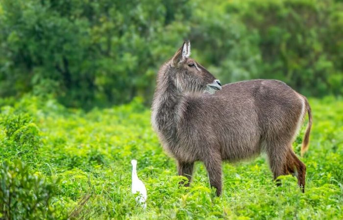 A-waterbuck-in-Arusha-National-Park-Tanzania