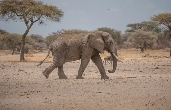 Brain Elephant Tarangire3