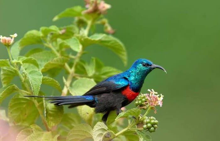 Brain Elephant Tarangire4