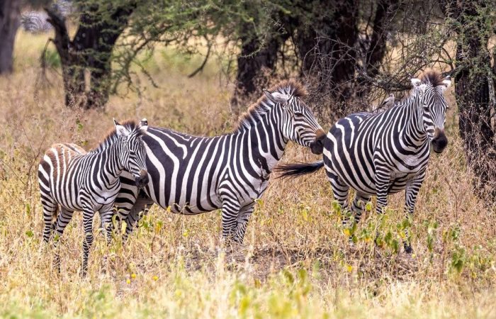Brain Elephant Tarangire5