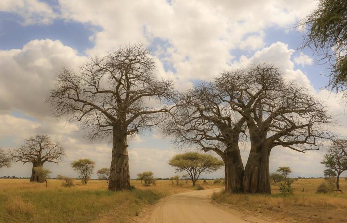 Brain Elephant Tarangire7