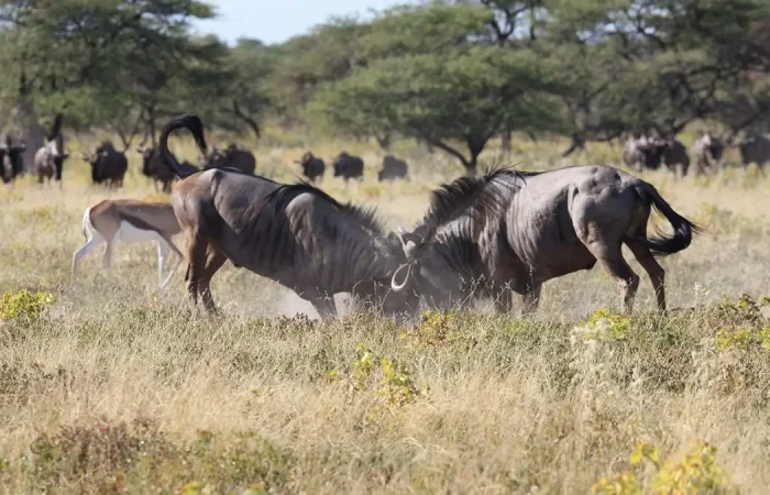 Brain Elephant Tarangire8
