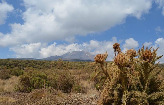 Kilimanjaro National Park3