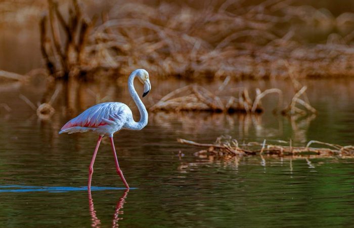 Momella Lakes with flamingos
