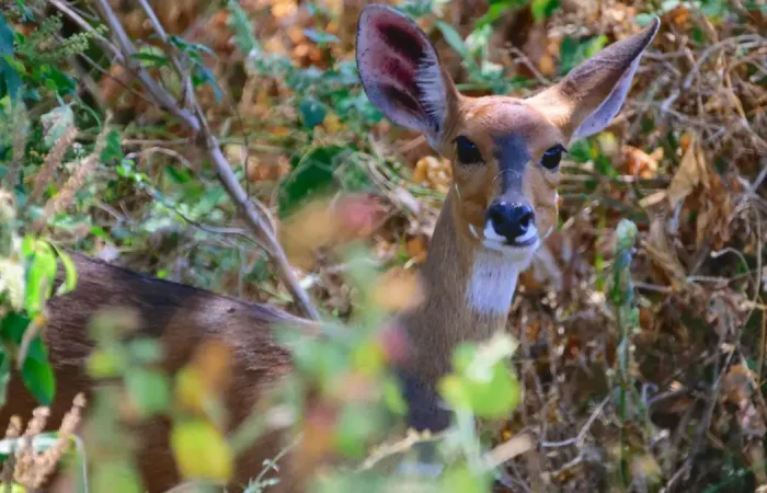 kudu in lake myara np