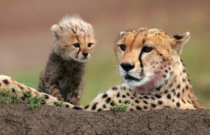 xr:d:DAE6Roj_YK0:230,j:2642883500203568769,t:23071318